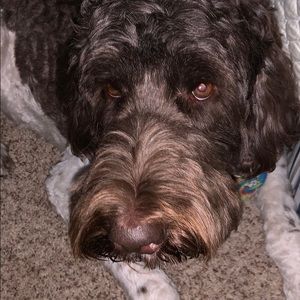 Meet your Posher, Carman